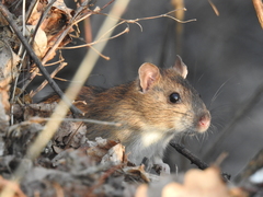 Rattus norvegicus