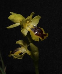 Ophrys lutea galilaea