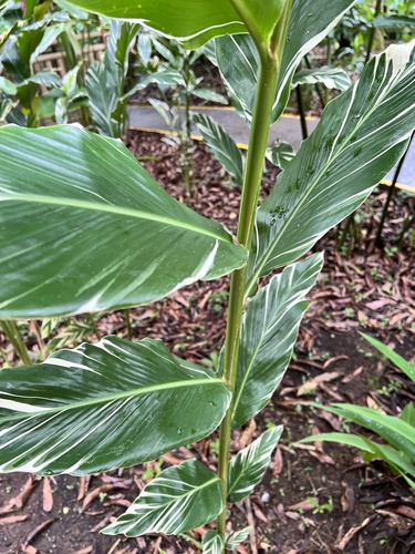 Alpinia vittata observed 2022-03-23