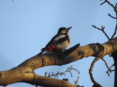 Dendrocopos major