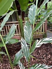 Alpinia vittata