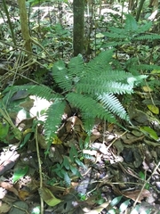 Adiantum tetraphyllum