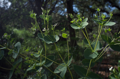 Guardiola platyphylla