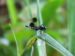 Erythrodiplax attenuata