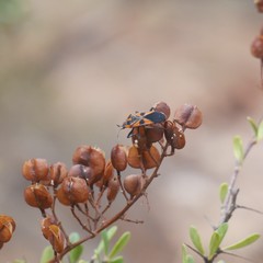 Spilostethus pacificus