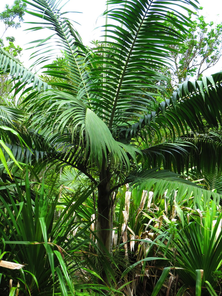 Dictyosperma album (Dictyosperma album)