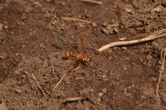 Monoceromyia eumenioides
