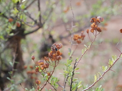 Spilostethus pacificus