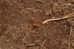 Monoceromyia eumenioides