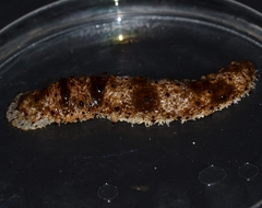 Holothuria pervicax