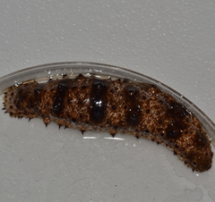 Holothuria pervicax