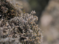 Hedwigia emodica