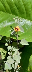 Abutilon