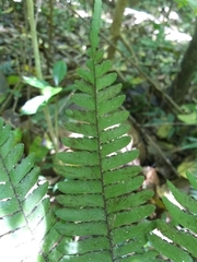 Adiantum tetraphyllum