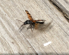 Pseudanostirus tigrinus