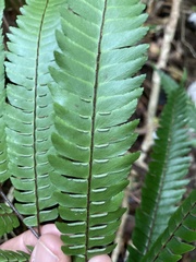 Adiantum pulverulentum