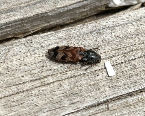 Pseudanostirus tigrinus