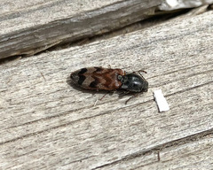 Pseudanostirus tigrinus