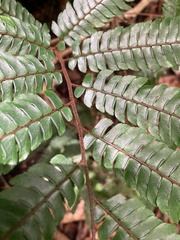 Adiantum pulverulentum