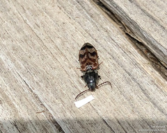 Pseudanostirus tigrinus