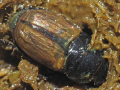 Colobopterus erraticus