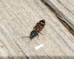 Pseudanostirus tigrinus