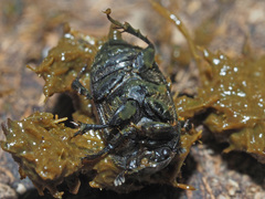 Colobopterus erraticus