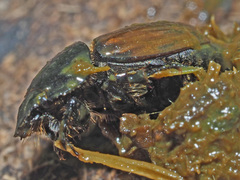 Colobopterus erraticus