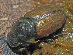 Colobopterus erraticus