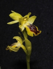 Ophrys lutea galilaea