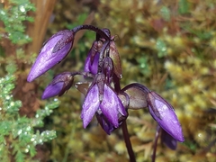 Gentianella rapunculoides