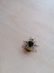 Bombus haematurus