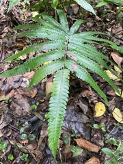 Goniopteris tetragona