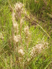 Schizachyrium microstachyum