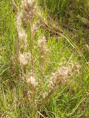 Schizachyrium microstachyum