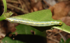 Euplexia catephiodes