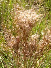 Schizachyrium microstachyum