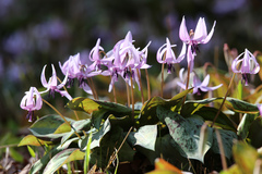 Erythronium japonicum