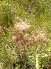 Schizachyrium microstachyum