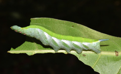 Temnora marginata