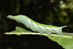 Temnora marginata