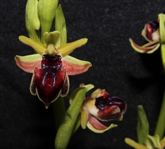 Ophrys sphegodes