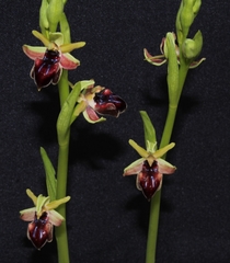 Ophrys sphegodes