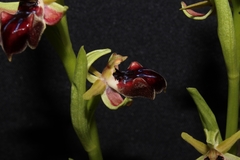 Ophrys sphegodes