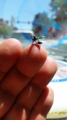 Chrysophana placida