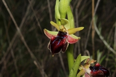 Ophrys sphegodes