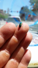 Chrysophana placida