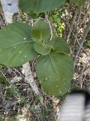 Guettarda krugii