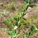 Waxberry Plant - Photo (c) Duncan McKenzie, some rights reserved (CC BY-NC), uploaded by Duncan McKenzie