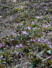 Erythronium japonicum